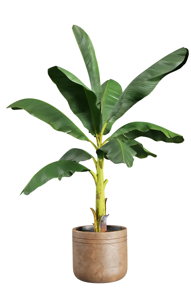 plantes aménagementwebp