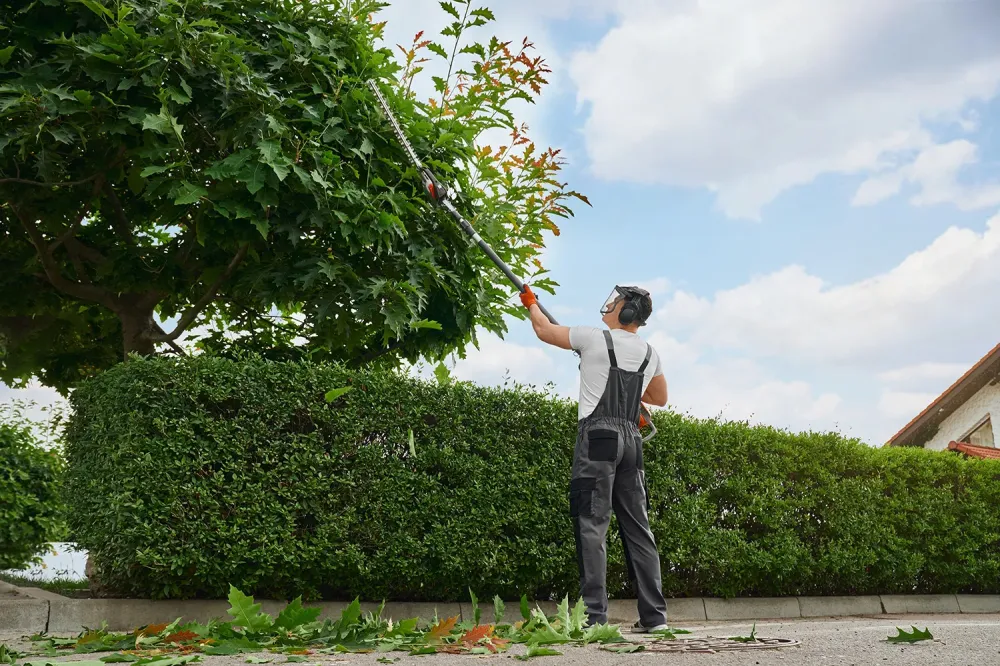 Expert pour l'entretien de vos arbres