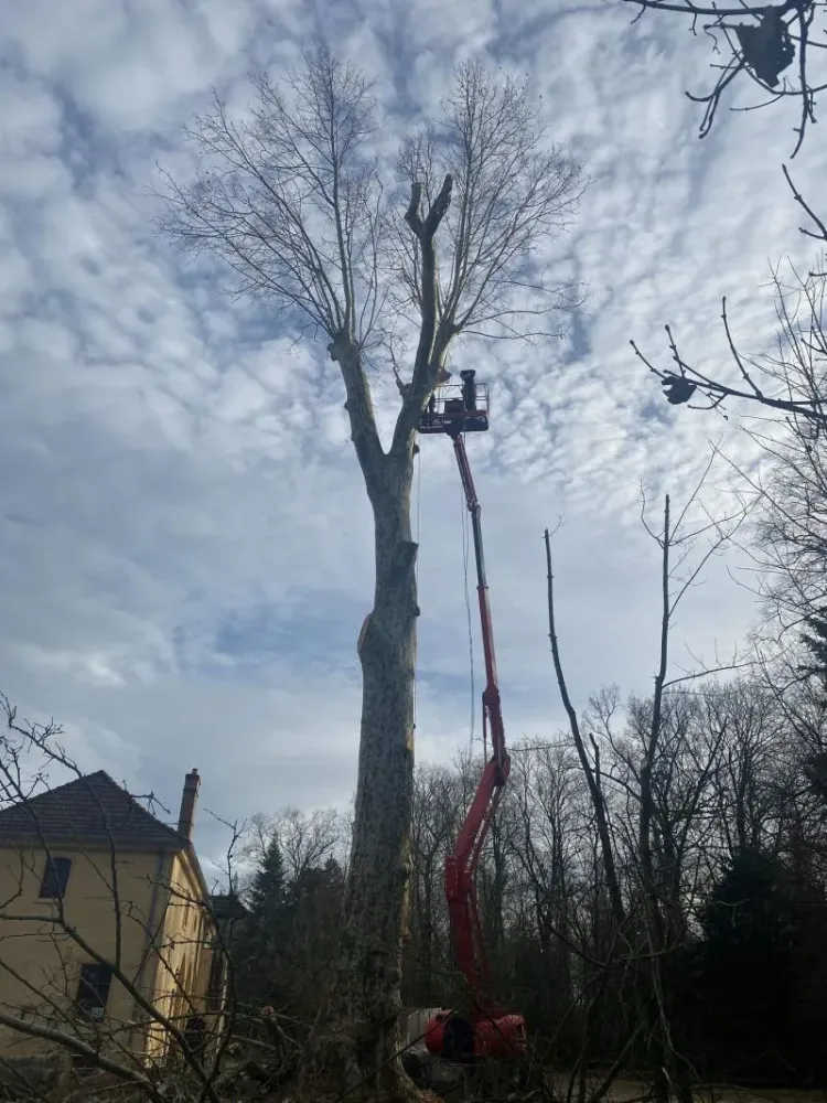 abattage arbre dangereux