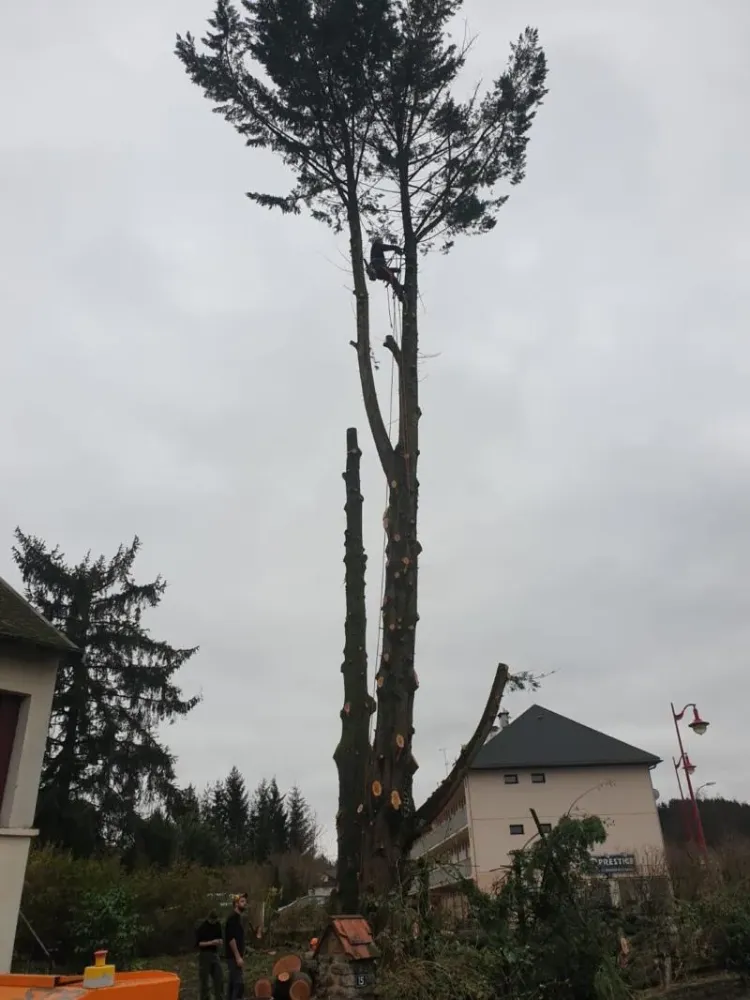 Abattage près de La Chapelle-sous-Dun