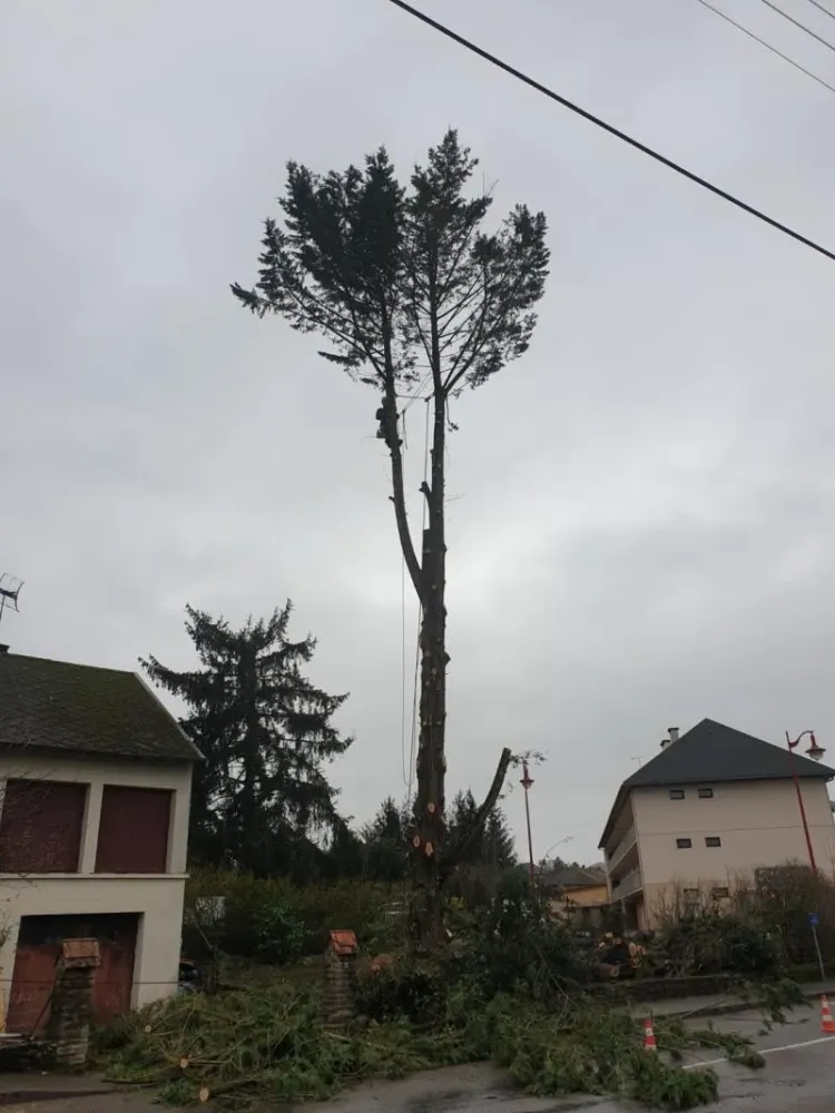 taille arbre hauteurs