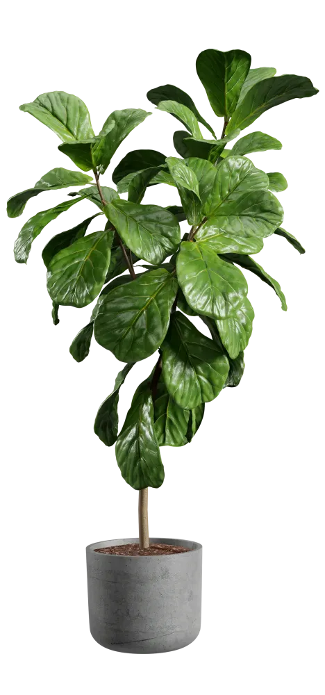 plantes Service à la personnewebp
