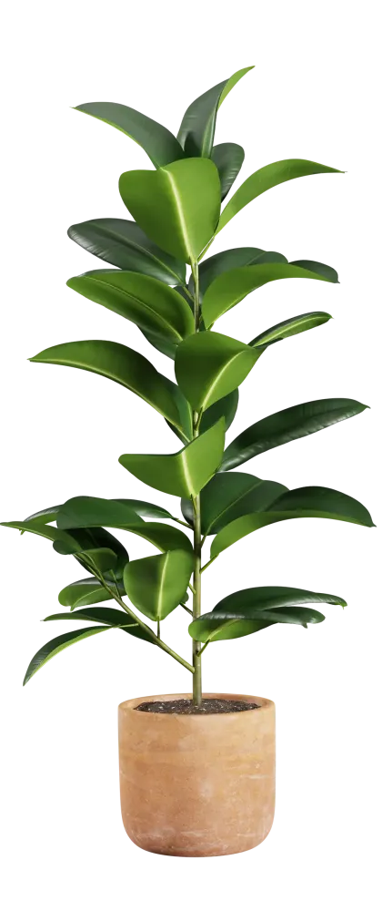 Plantes Entretien paysager